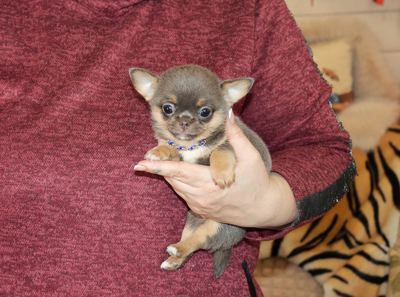 Валентра стар