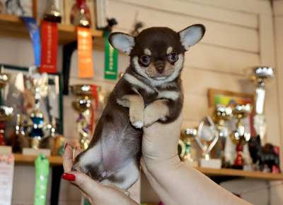 Валентра стар