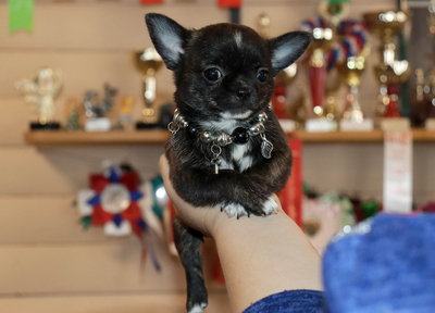 Валентра стар