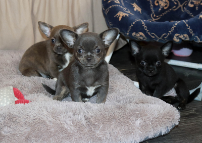 Валентра стар