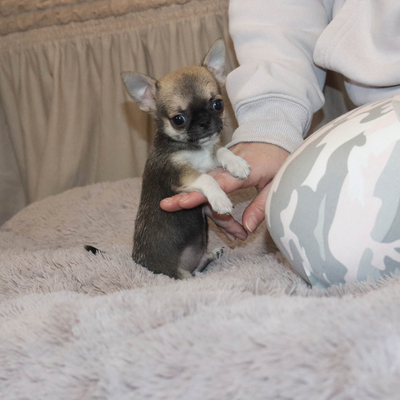 Продается МИНИ чихуахуа