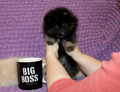 Валентра стар