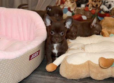 Валентра стар