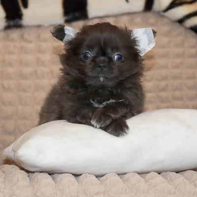 Валентра стар