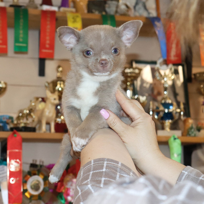 Валентра стар