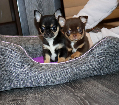 Валентра стар