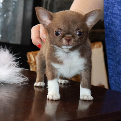 Валентра стар