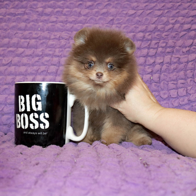 Продается Лиловый шпиц