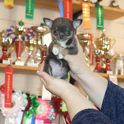 Продается Голубая чихуахуа