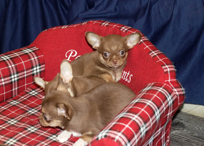 Валентра стар