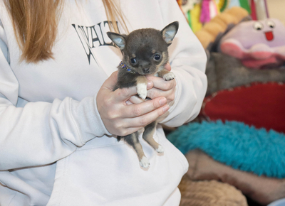 Валентра стар