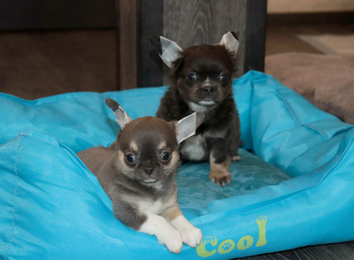 Валентра стар