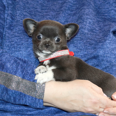 Продается Голубая чихуахуа