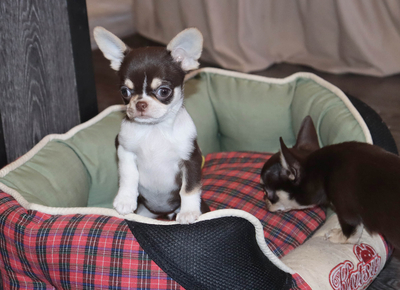 Валентра стар