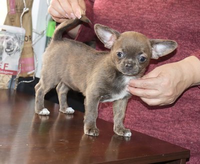 Валентра стар