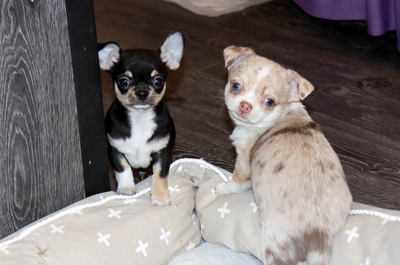 Валентра стар