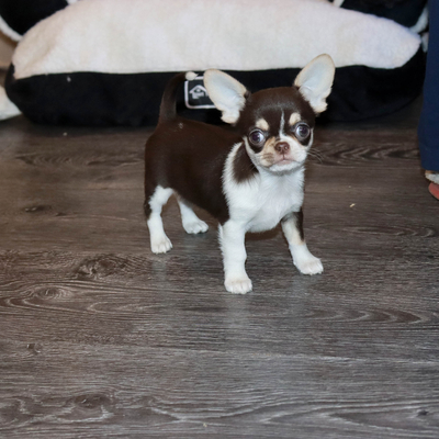 Валентра стар