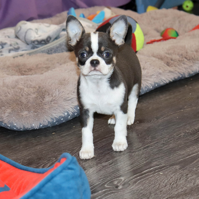 Продается Голубой чихуахуа