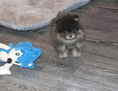 Валентра стар