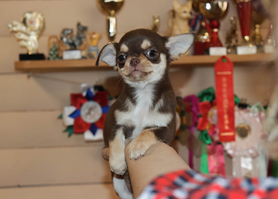 Валентра стар