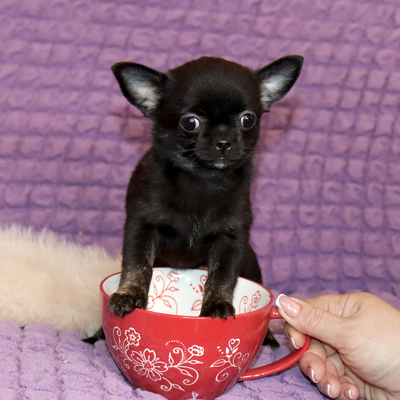 Продается Тигровая чихуахуа