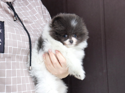 Валентра стар