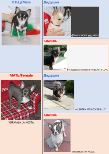 голубой чихуахуа,Купить чихуаху,купить щенка чихуахуа,щенки чихуахуа