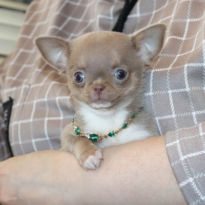 Валентра стар