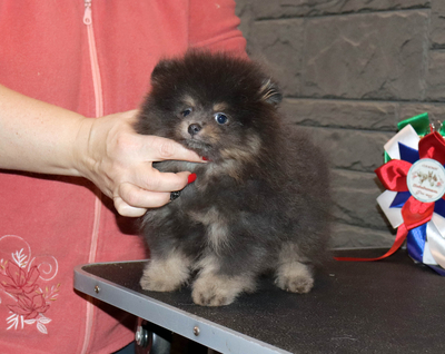 Валентра стар