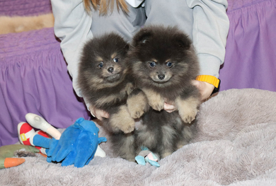 Валентра стар