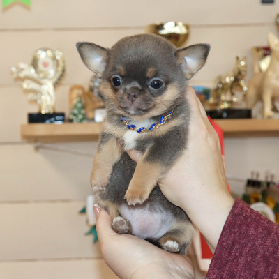 Валентра стар