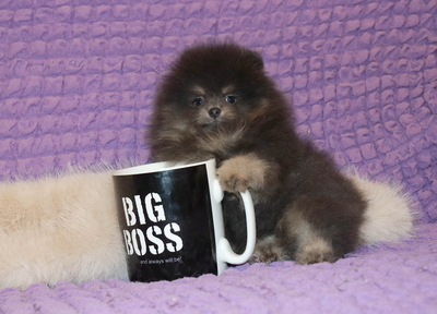 Валентра стар