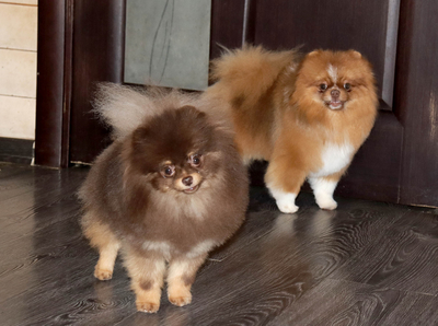 Валентра стар