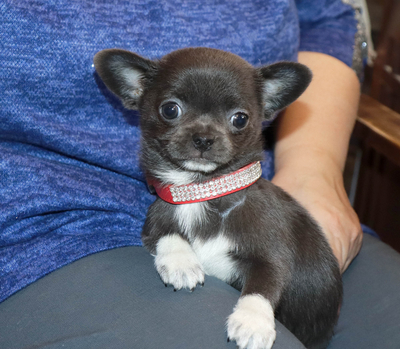 Валентра стар