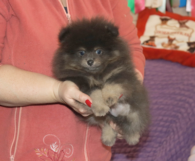 Валентра стар