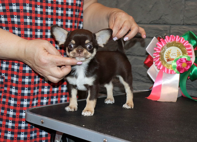 Валентра стар