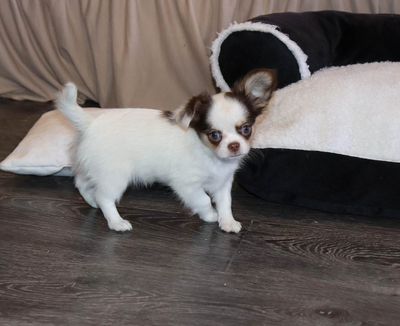 Валентра стар