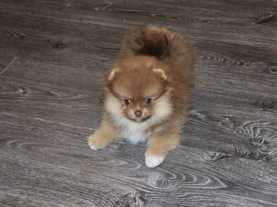 Валентра стар