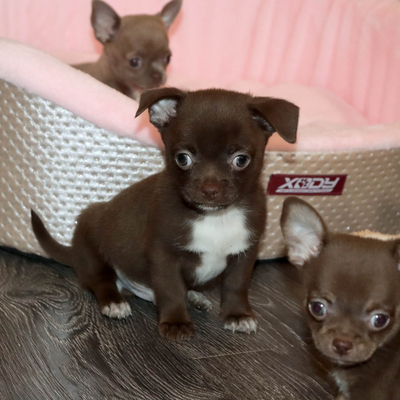 Продается Шоколадный чихуа