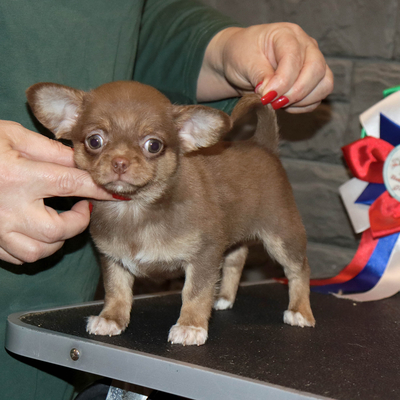 Валентра стар