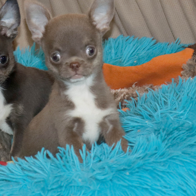 Продается Лиловый чихуахуа