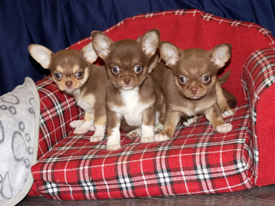 Валентра стар