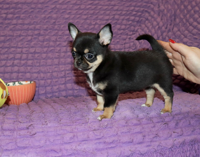 Валентра стар