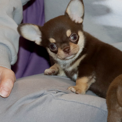 Валентра стар