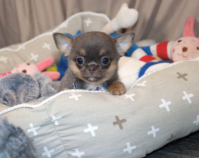 Валентра стар