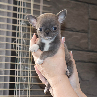 Продается Голубая чихуахуа