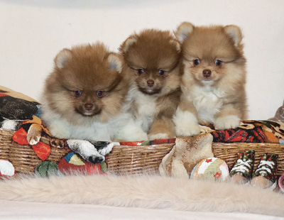 Валентра стар