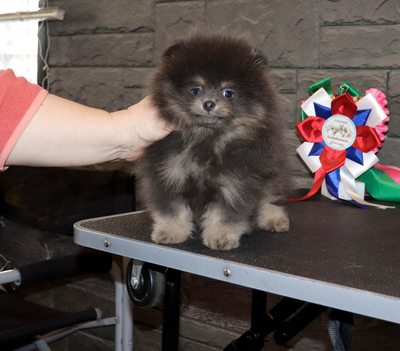 Валентра стар