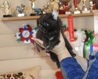 Валентра стар