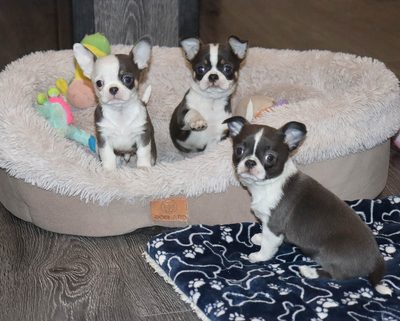 Валентра стар